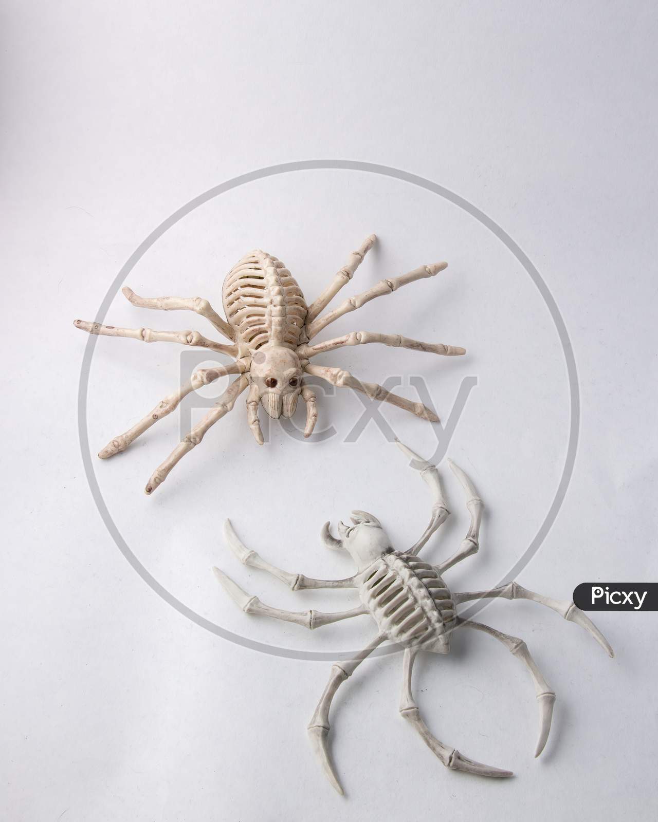 2 Scary Spider Skeletons Halloween Decorations Isolated On White
