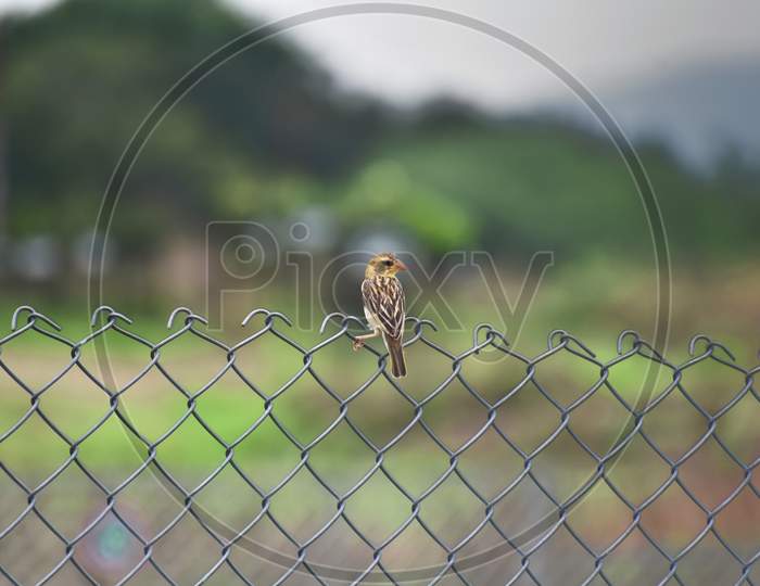 One Sparrow sitting on fence