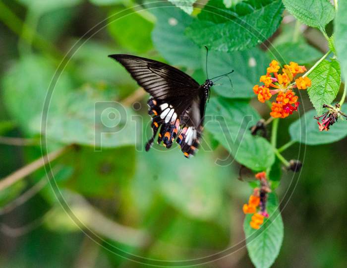 Butterfly Kodaikanal Tamil Nadu India