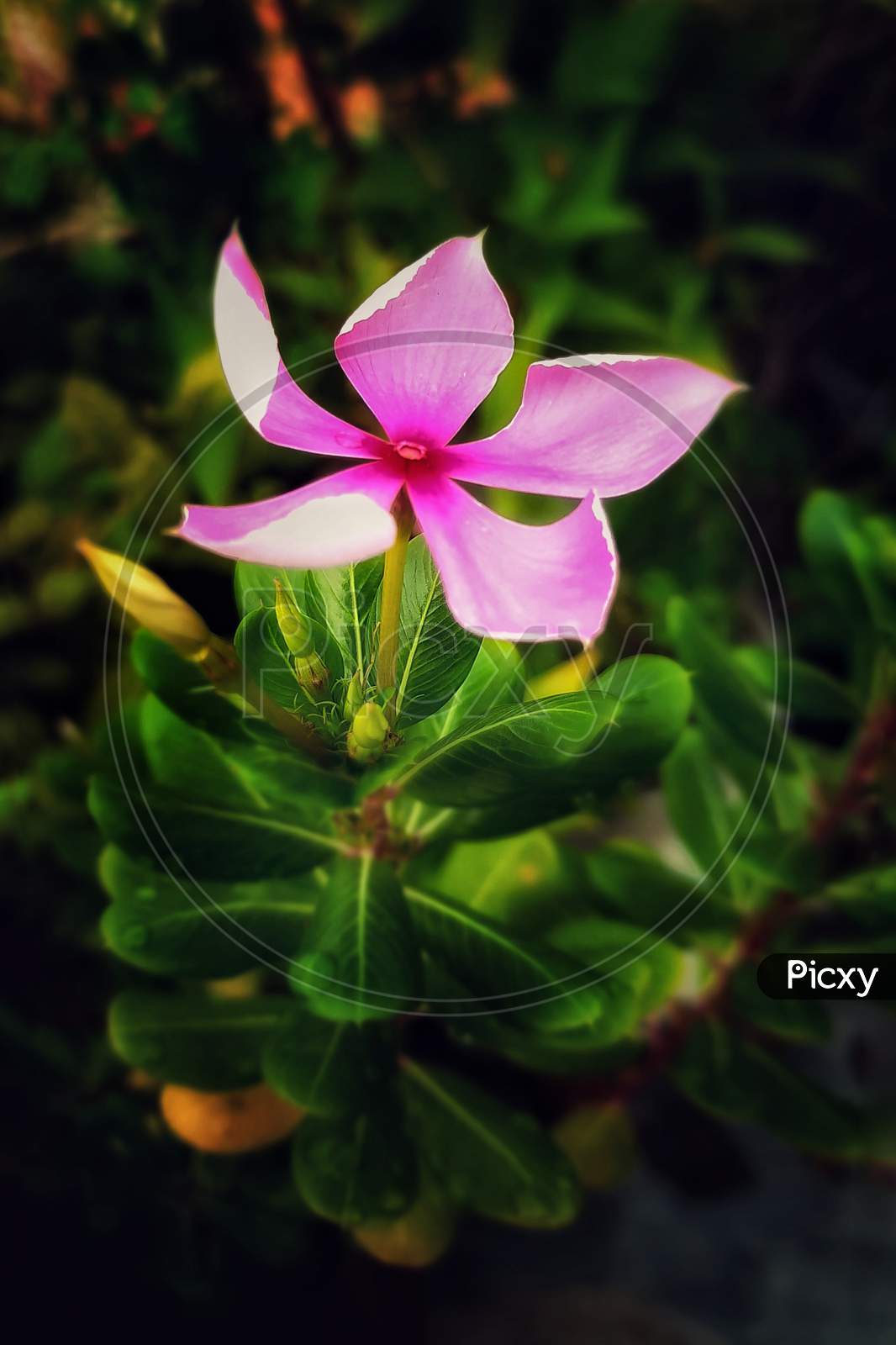 Flower pink