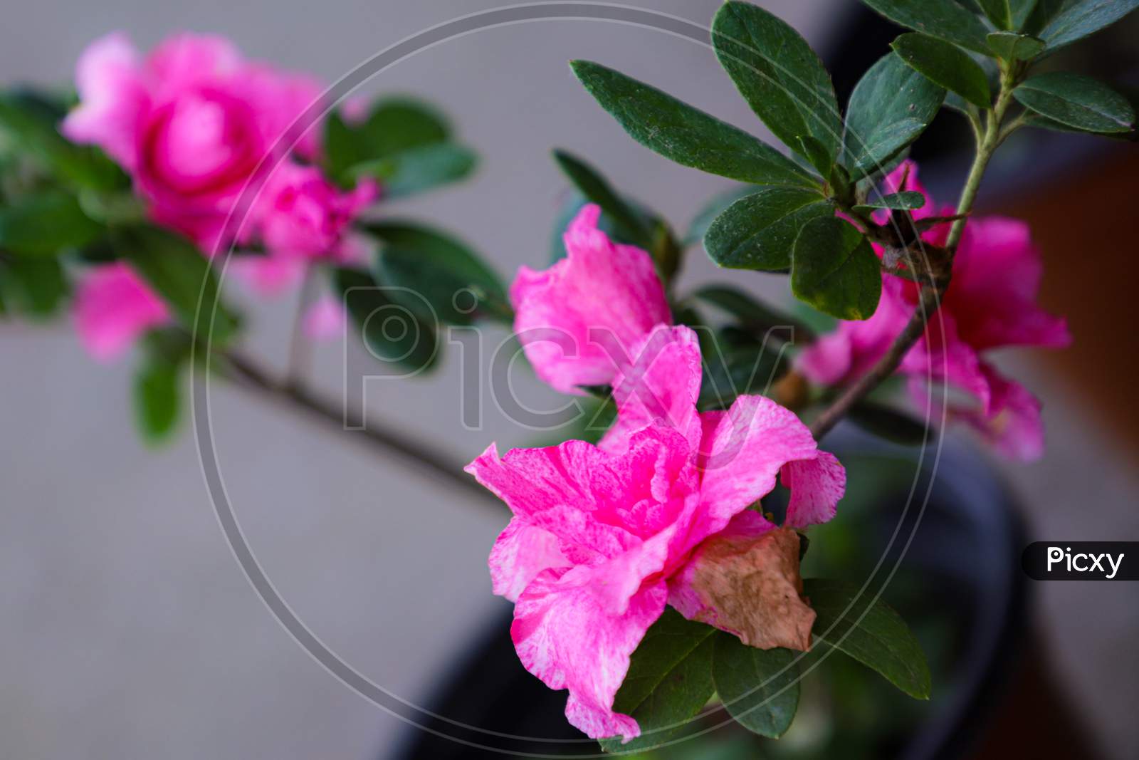 Azelea pink flower.