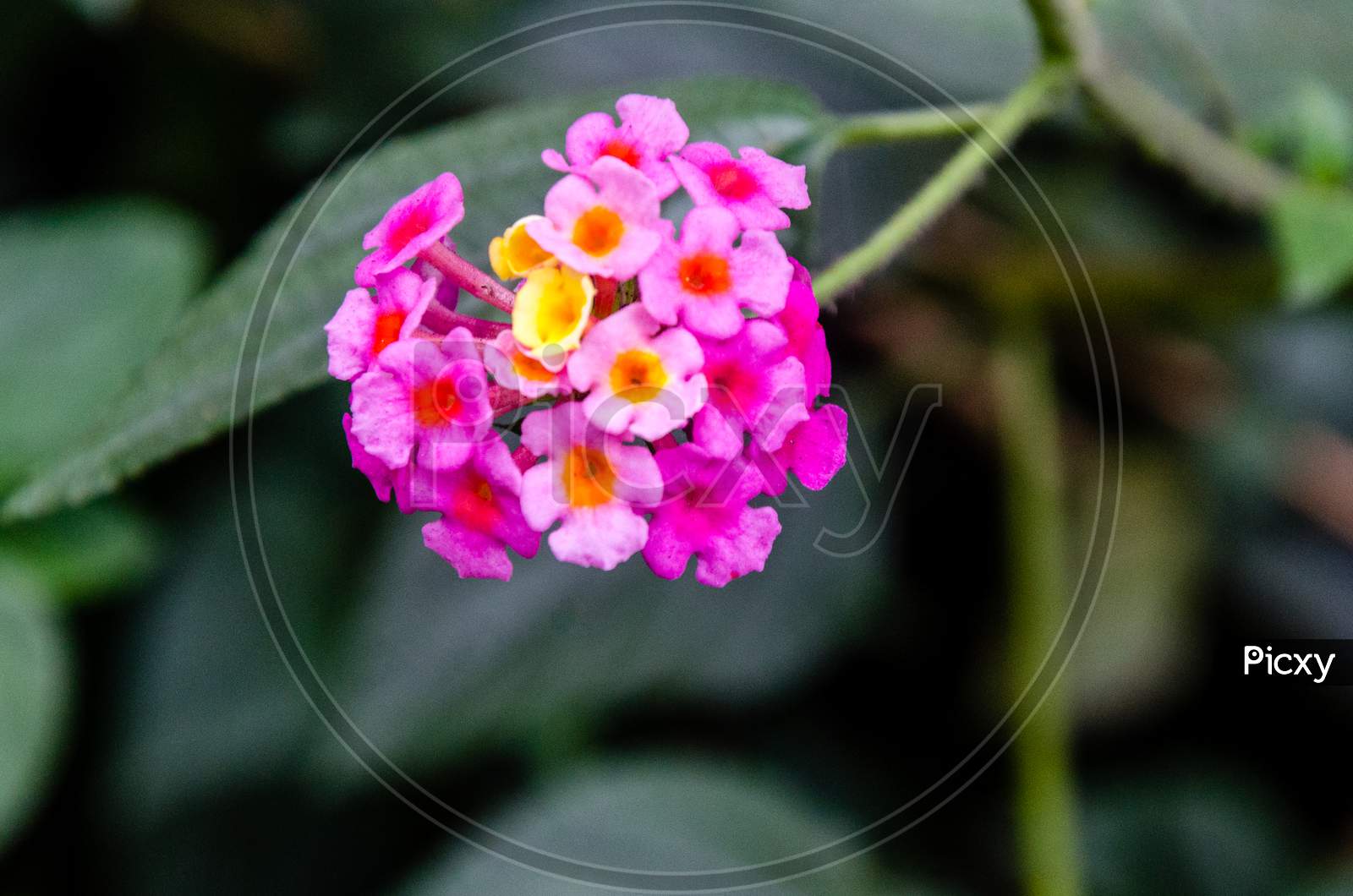 Flower Kodaikanal Tamil Nadu India