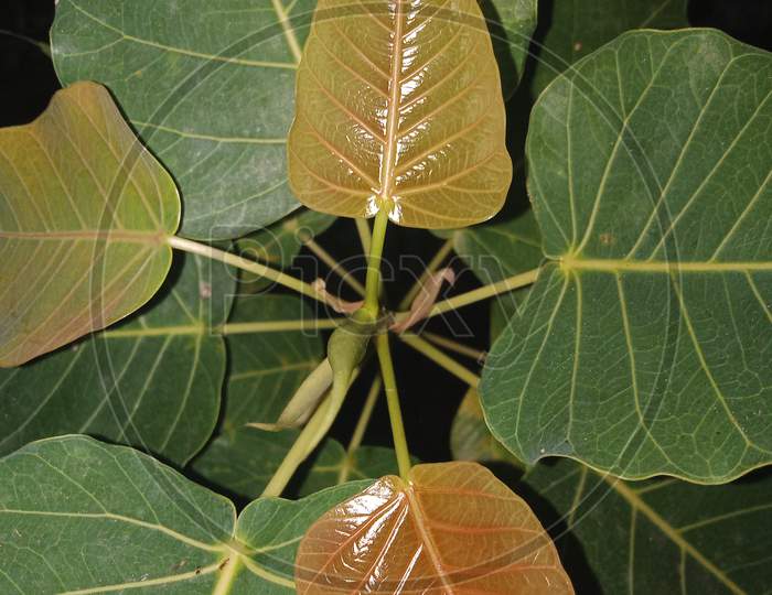 Pipal new leaves