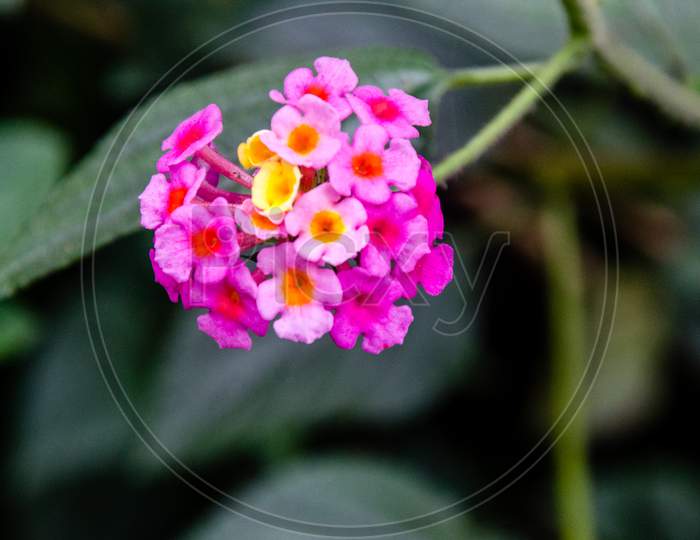 Flower Kodaikanal Tamil Nadu India