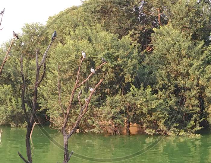 birds on tree, nature