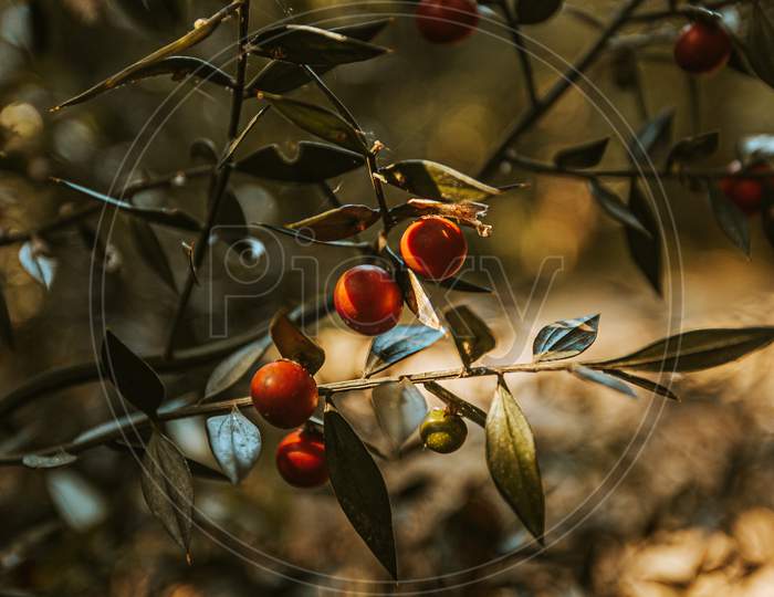 Close Up Of Some Red Wild Fruits Hanging From The Trees In The Forest