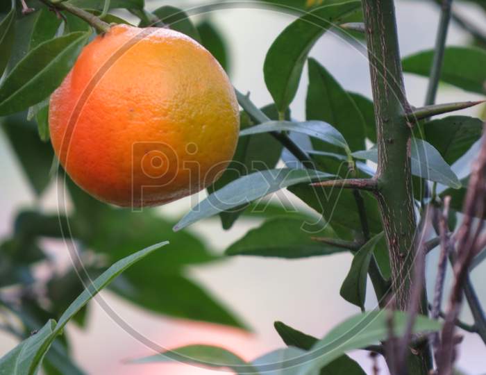 Orange Fruit on the tree