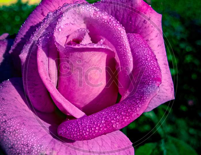 Water drops on Blooming Rose, Pink