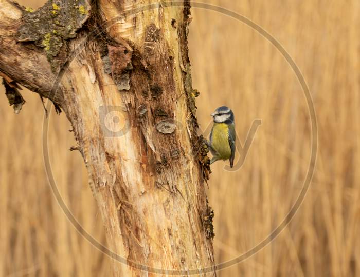 Small Blue Tit, Cyanistes Caeruleus, Searching For Food