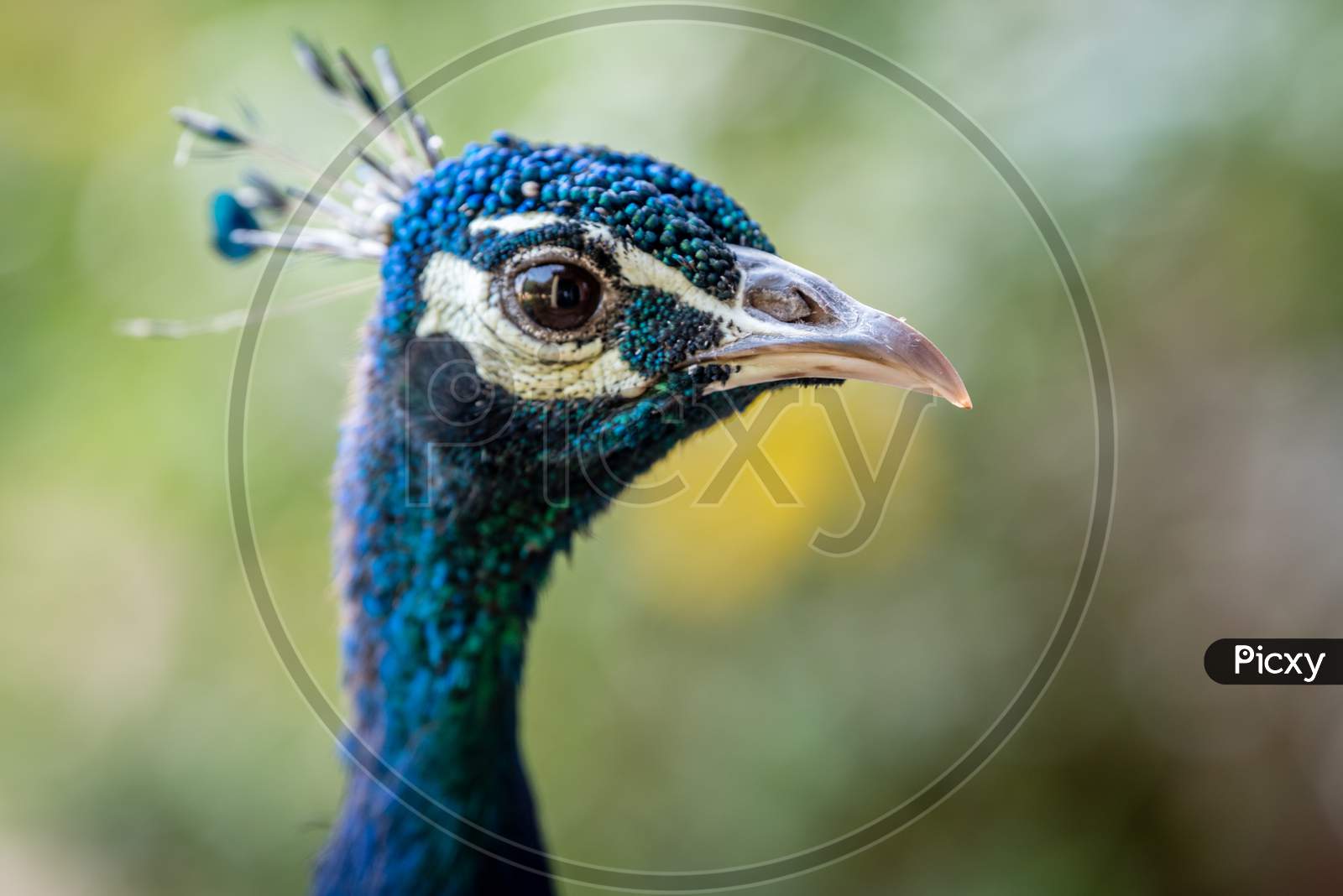 Peacock National Bird India