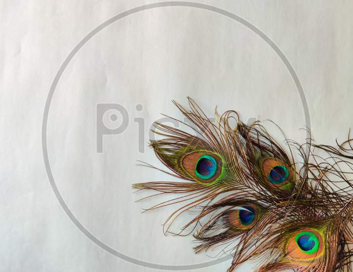 Four Set Of Peacock Feathers Isolated On Green Background. Copy Space. Selective Focus