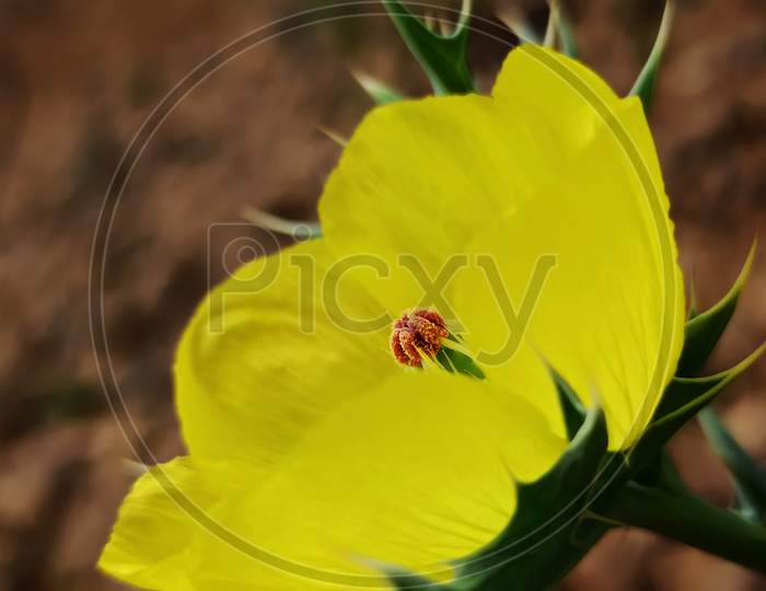 Inside of a flower