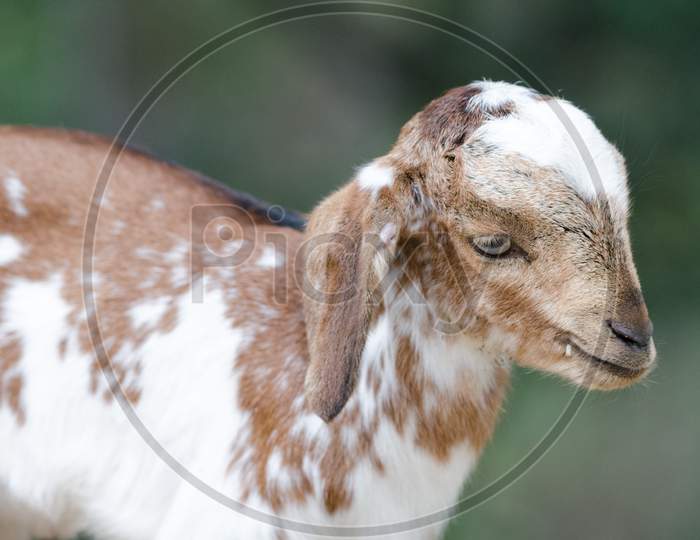 Baby Goat Tamil Nadu India