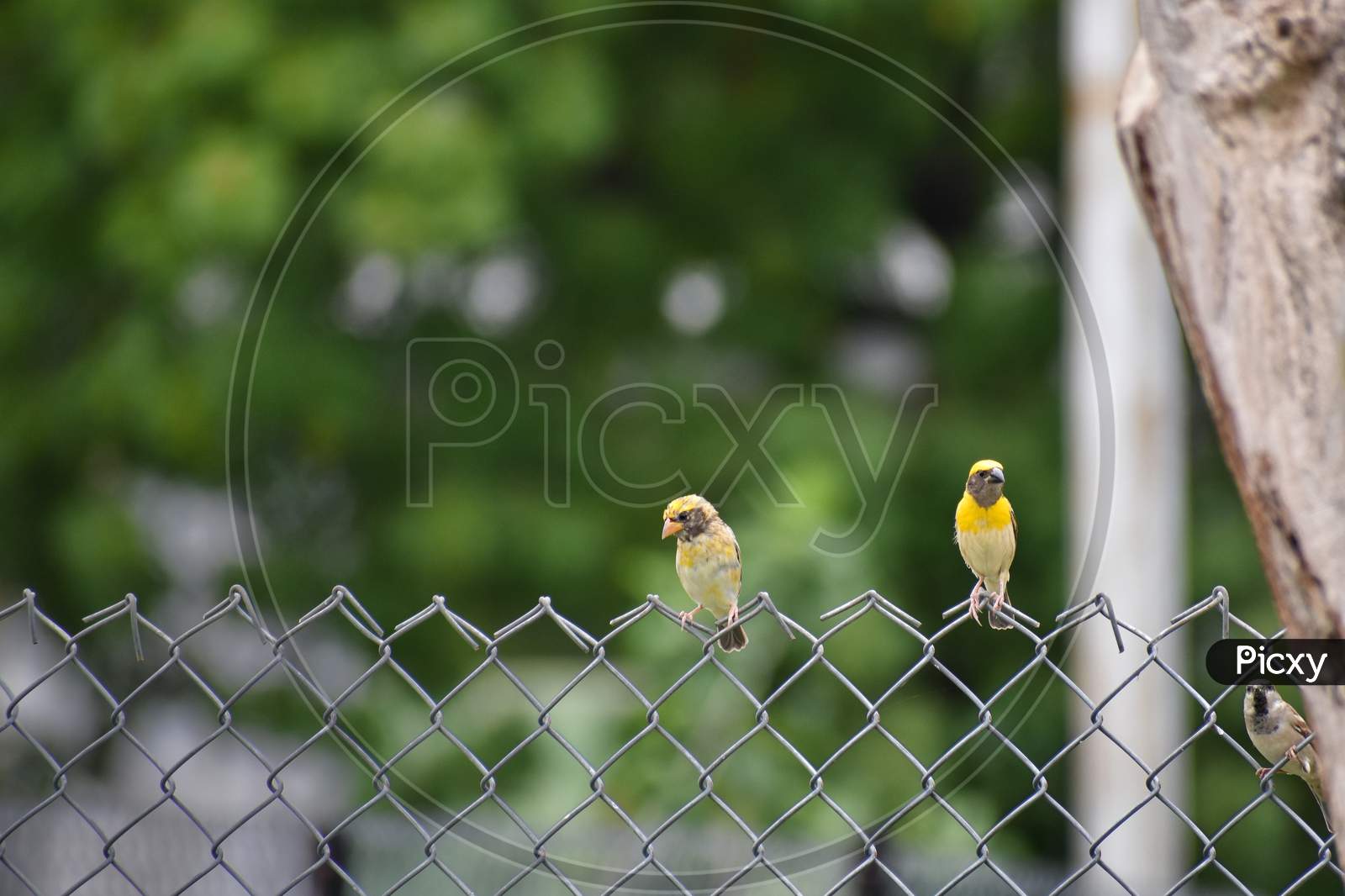 Two sparrows couple sitting on fence
