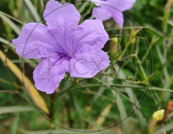 Ruellia flowers with blur effect.