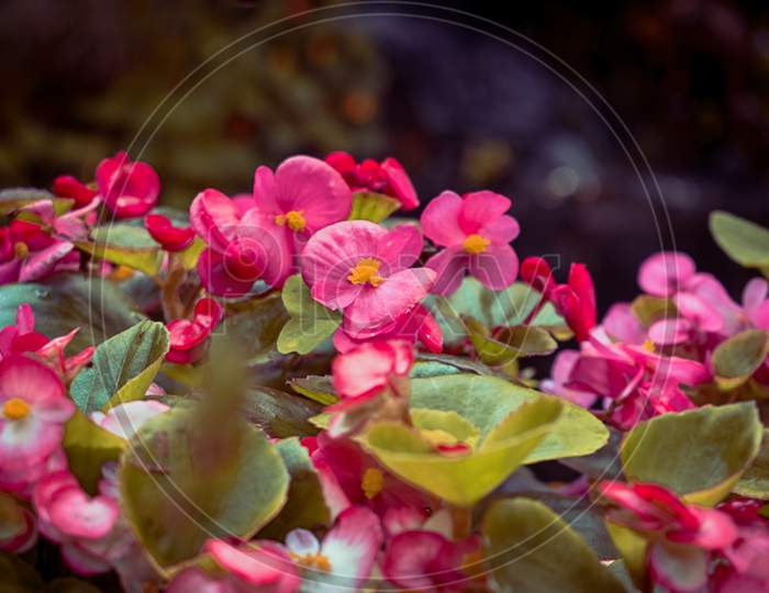 Beautiful Pink flower Closed up  photography
