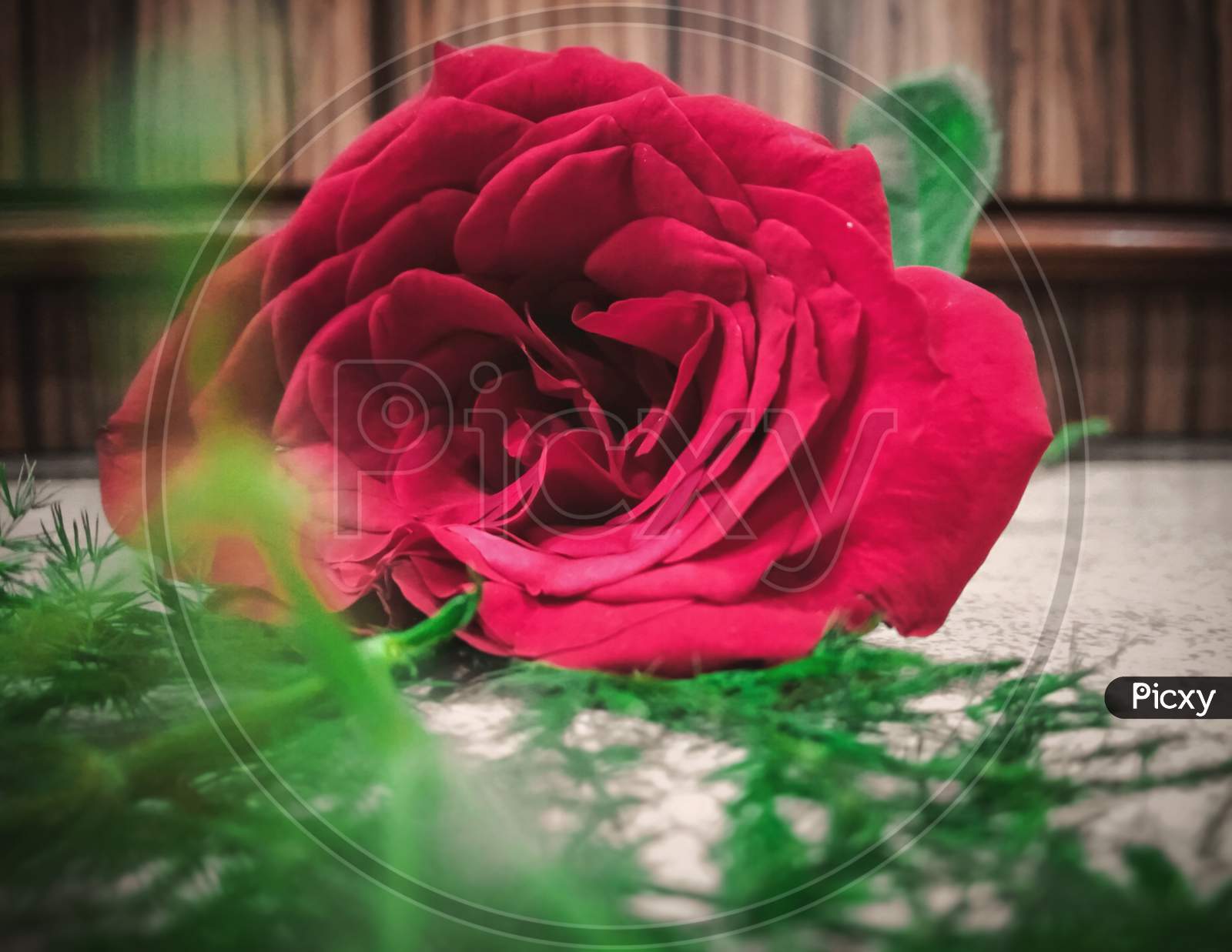 A single rose close-up photo