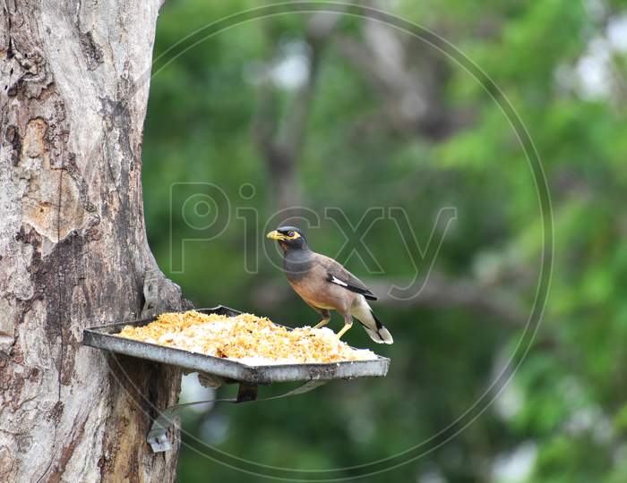 Myna bird on bird feeder on tree