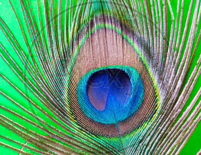 Close Up Shot Of Beautiful Peacock Feather Filling The Frame.