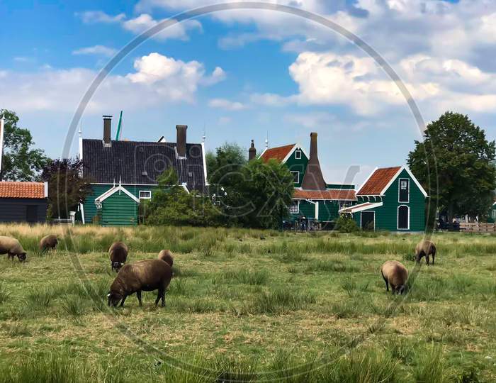 Sheep grazing on the field with background view of Traditional colorful wooden house at Zaanse Schans Netherlands.