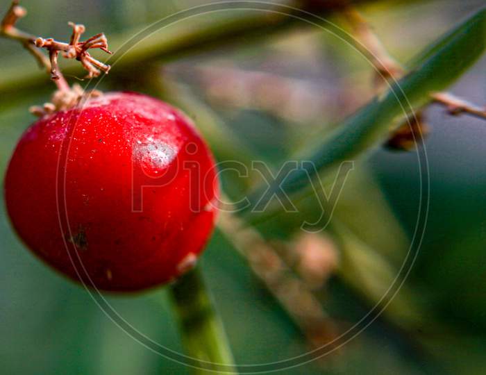 Red fruit,macro