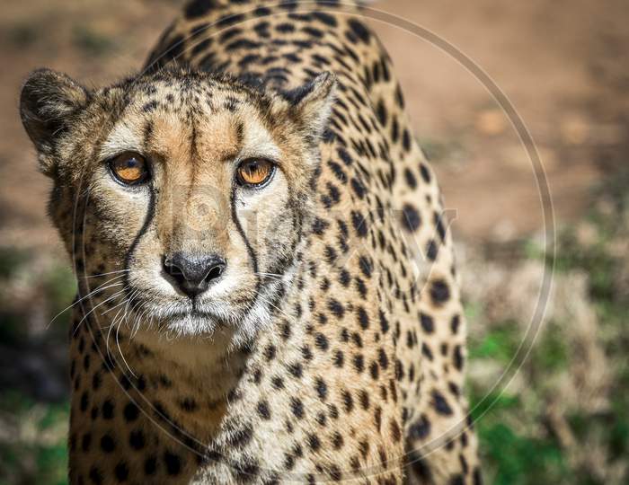 Cheetah close view