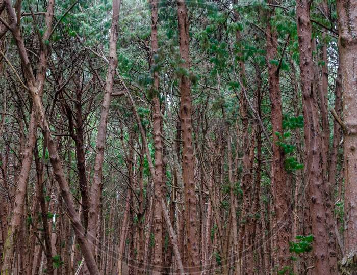 Pine Forest Kodaikanal, Tamil Nadu, India