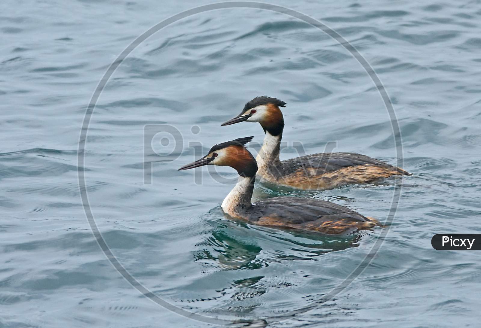 Greater Crested Grebe pair