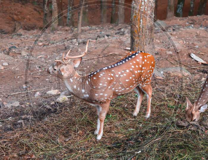 himalayan Spotted deer found in Nepal.