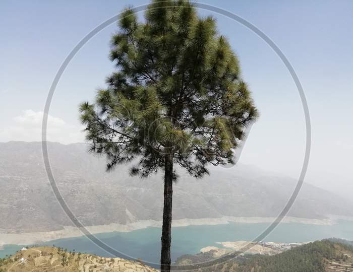 Pine Tree near Tehri Lake