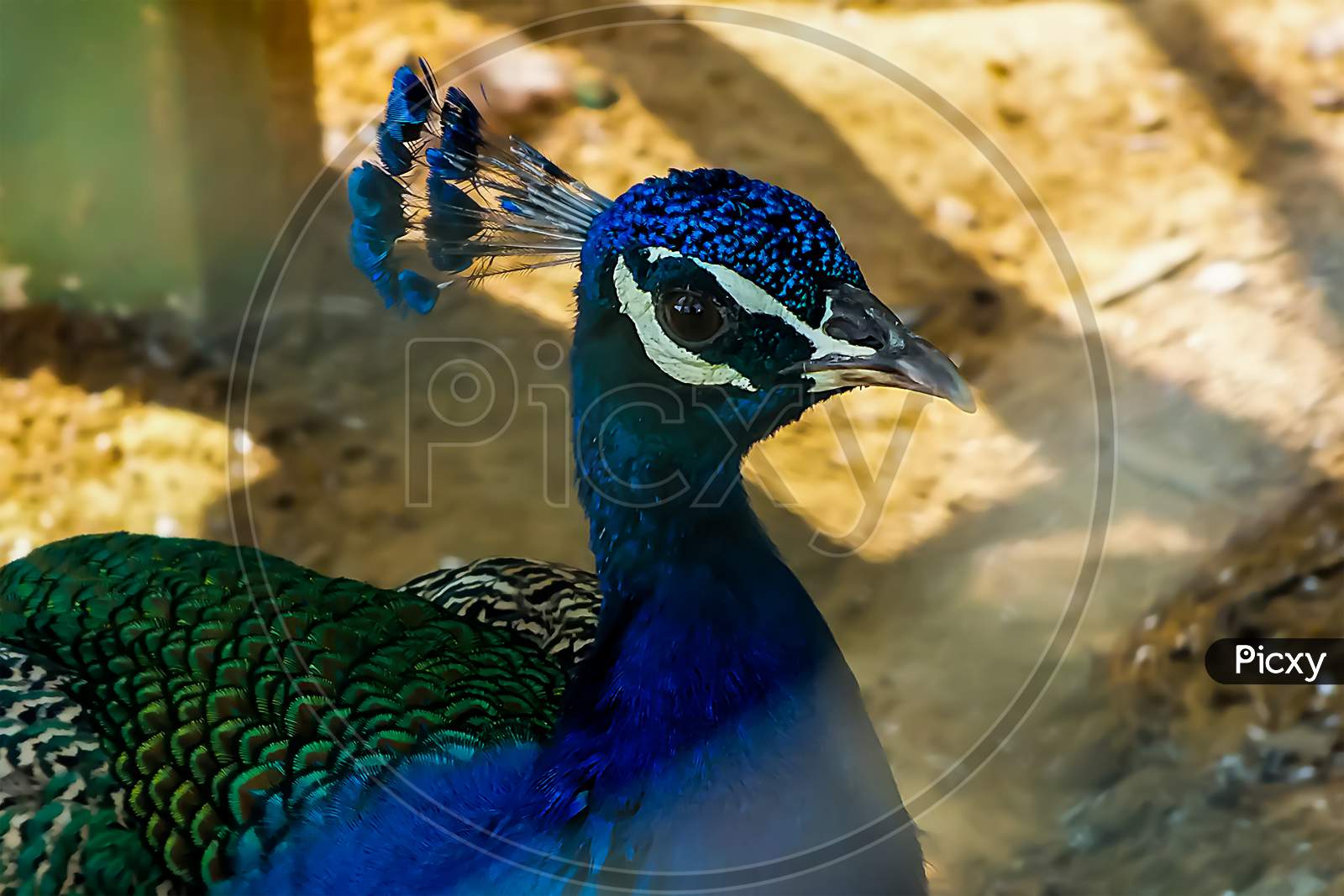 Beautiful peacock close up photo.