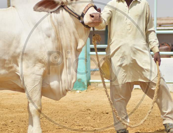 A Man with a White Bull in the Cattle Farm