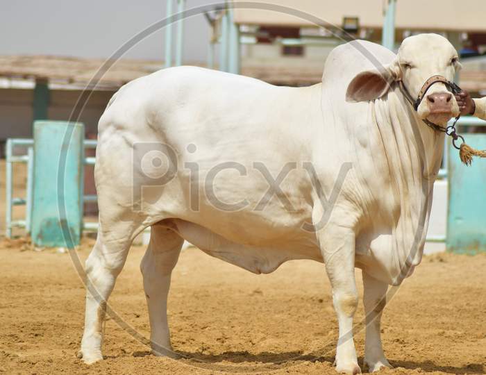 A White Bull in a Cattle Farm
