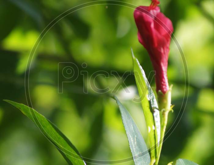 Photograph of a red colored flower is taken on top of its leaf.