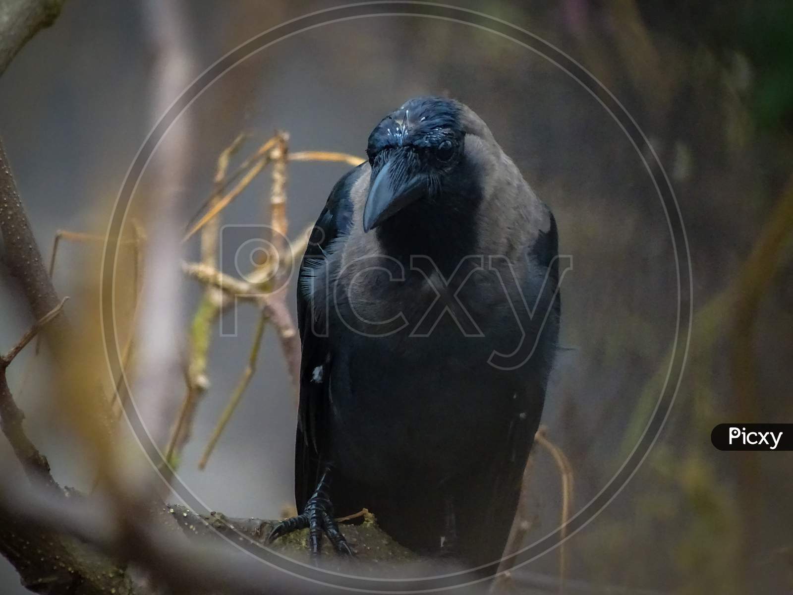 Crow, Indian crow