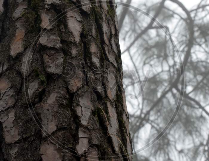 Close Up Picture Of Trunk Of Pine Tree