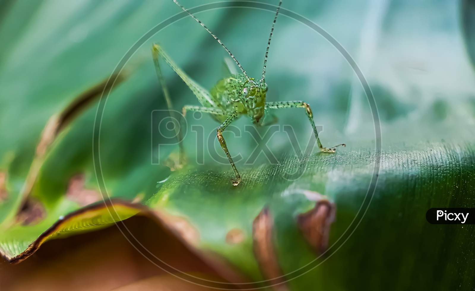 In The Garden A Green Insect Is Sitting On The Leaves And Has A Green Background.