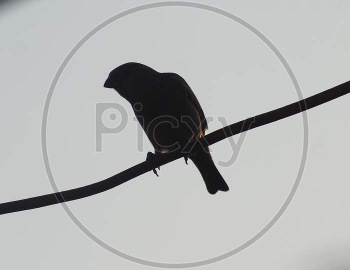Photo I have drawn on the terrace when the bird was sitting on top of the wire.