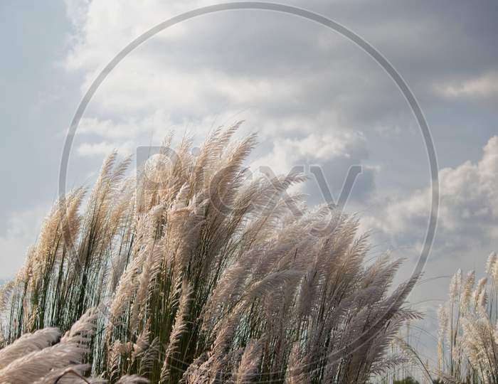 Kash Phool Or Wild Sugarcanes In Sunlight With Clear Sky, Also Known As Saccharum Spontaneum Or Kans Grass