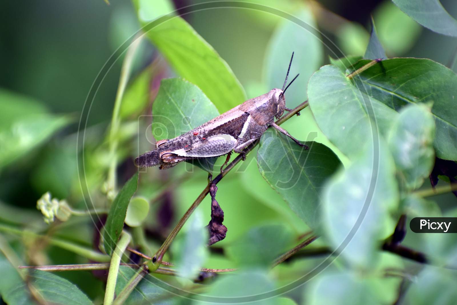 Close Up Picture Of Grass Hopper In Green Grass