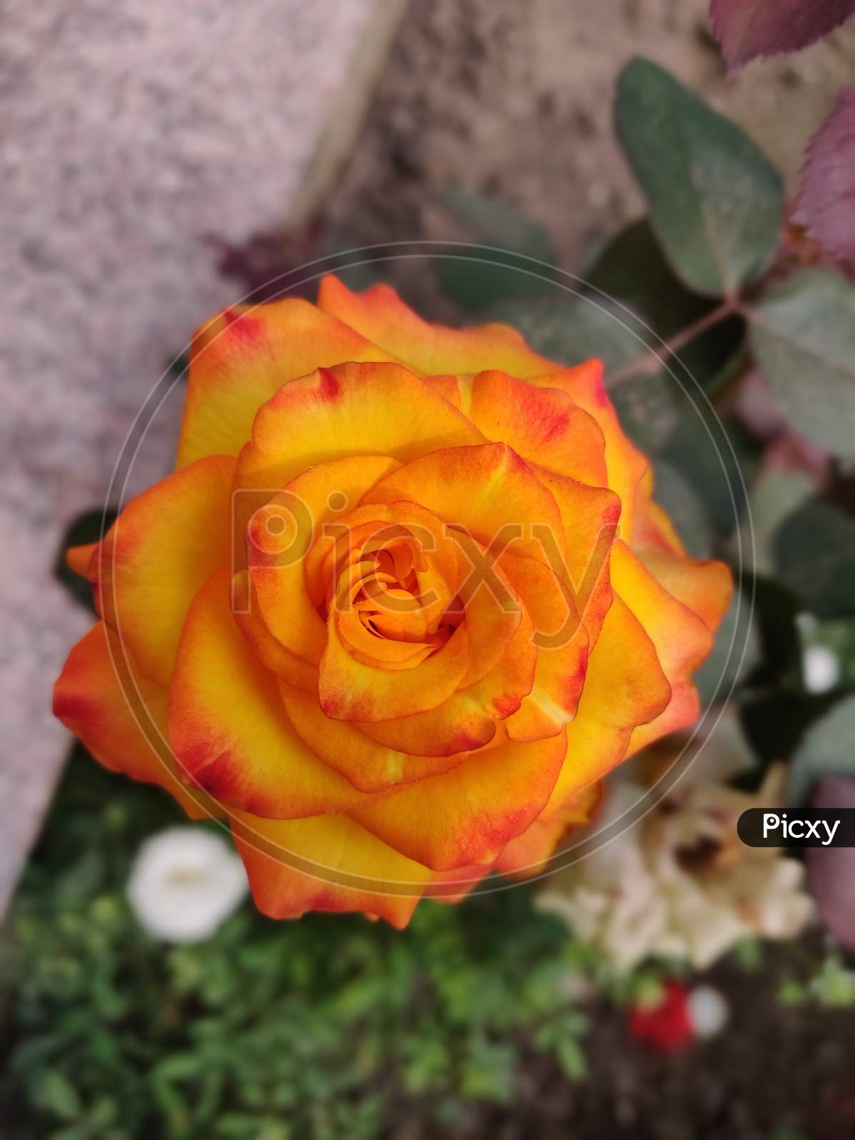 #Rose #Orange Rose #Garden Rose