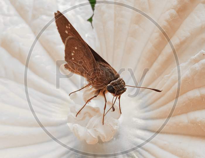 Brown butterfly on flower