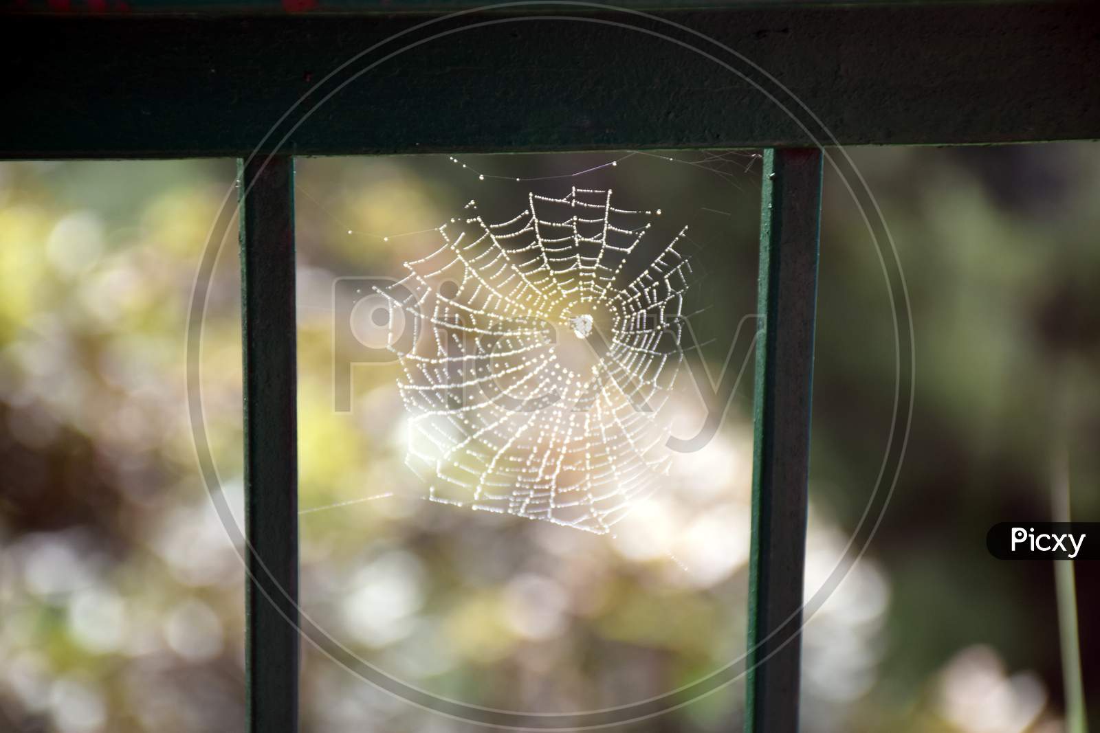 Close Up Picture Of Spider Web