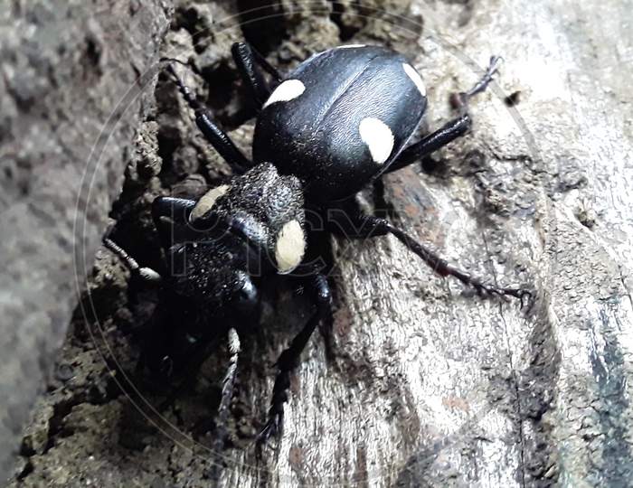 big beetle