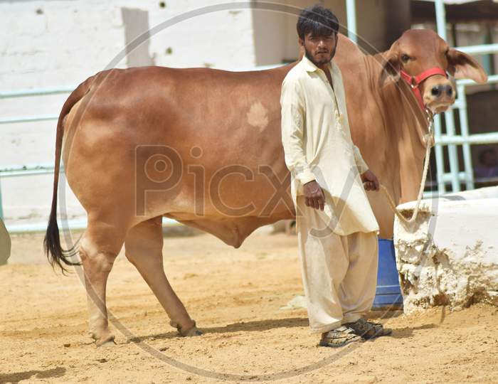 Beautiful Brown Sahiwal Breed Cow Standing with Workers Facing Camera for Photo shoot at a Modern Dairy & Cattle Farm in Karachi Pakistan