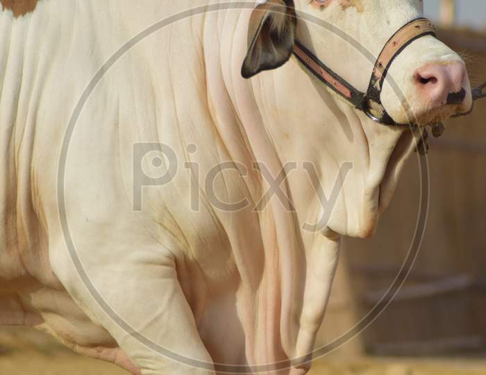 A White Bull in the Cattle Farm