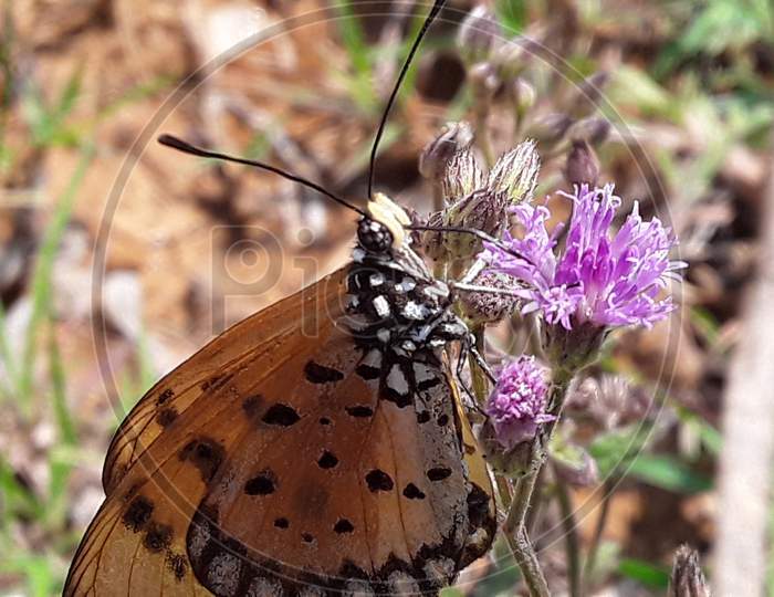 butterfly on tiny flower