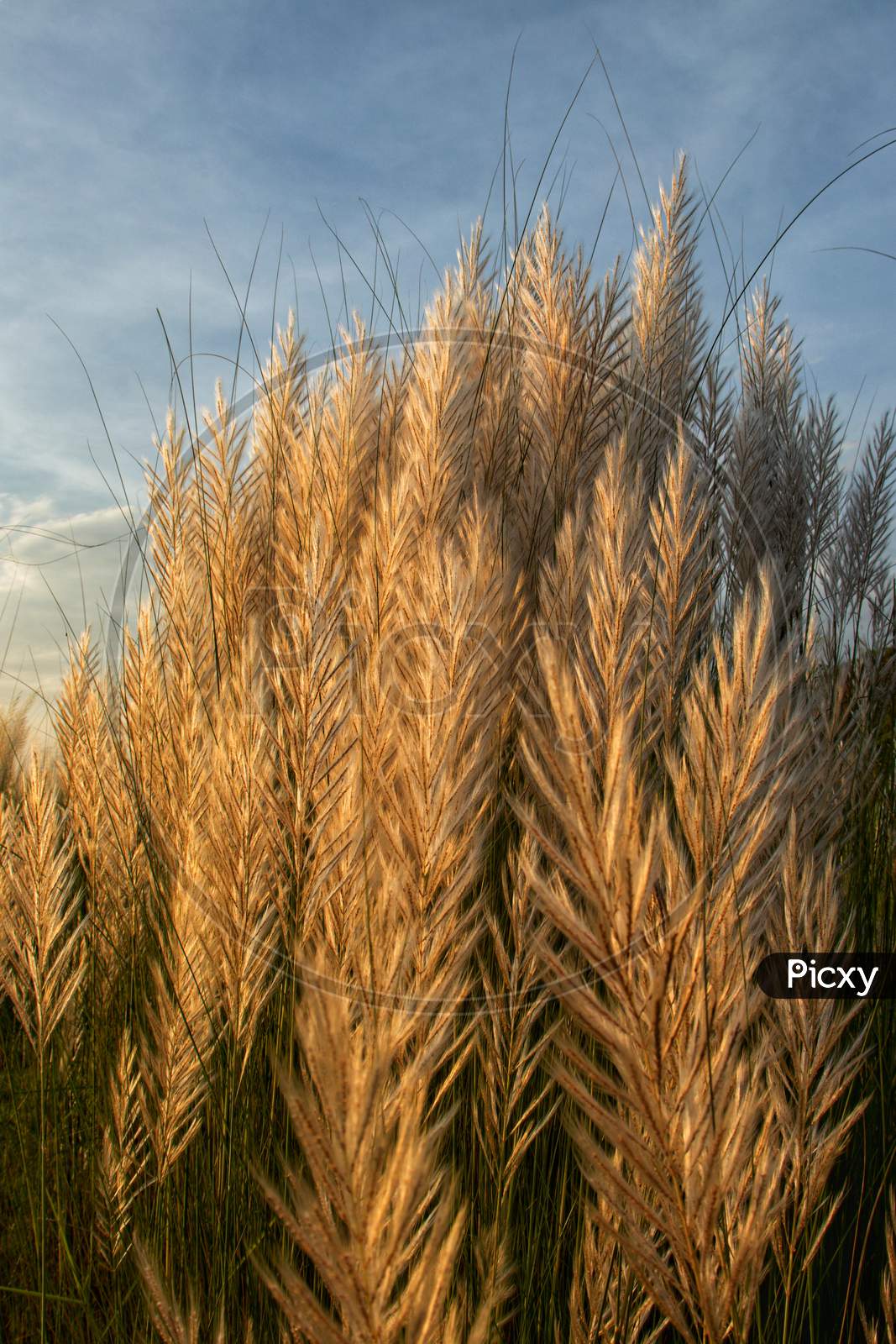 Saccharum Spontaneum Or Wild Sugarcane, Also Known As Kans Grass Or Kash Phool With Selective Focus In Vertical Orientation