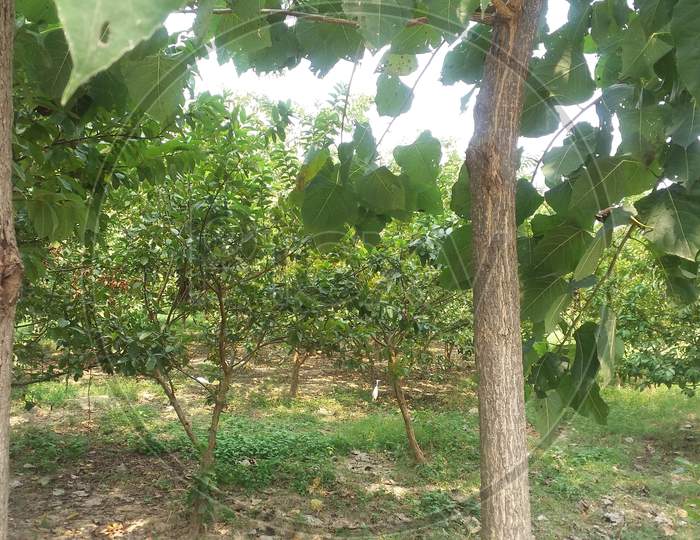 Guava Orchard