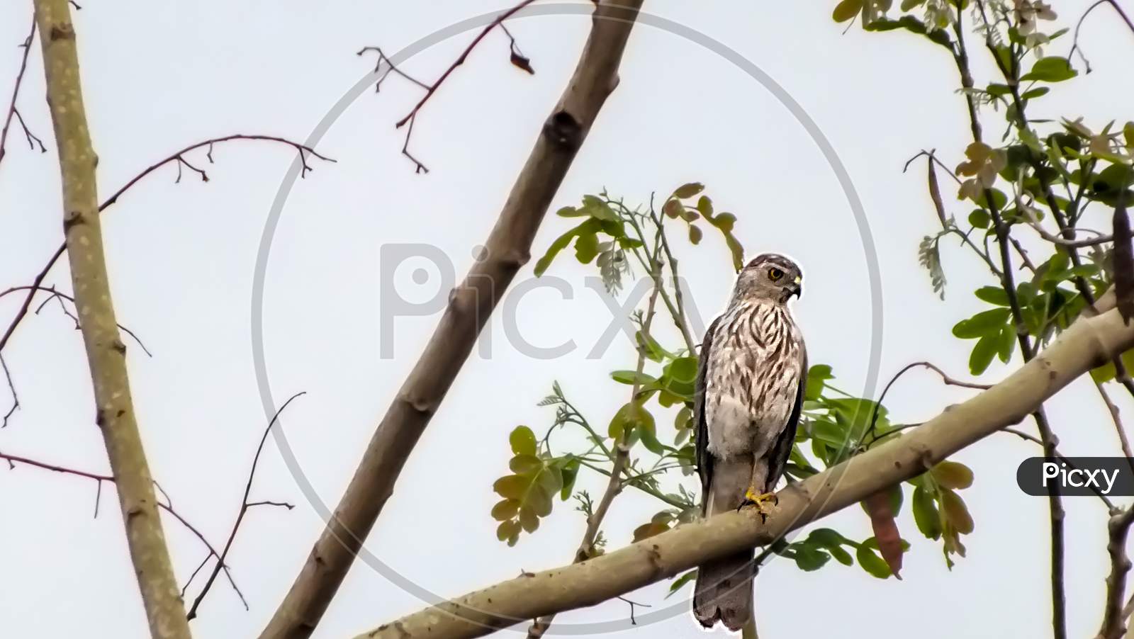 A hawk sitting in a tree.